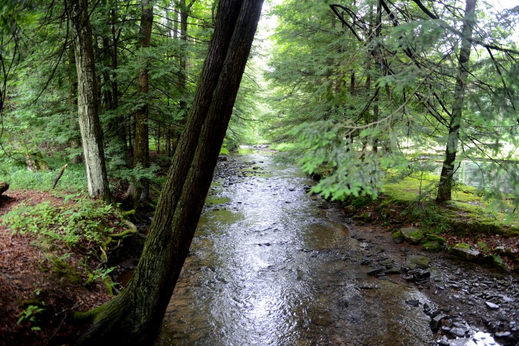 articulab-retreat-forest